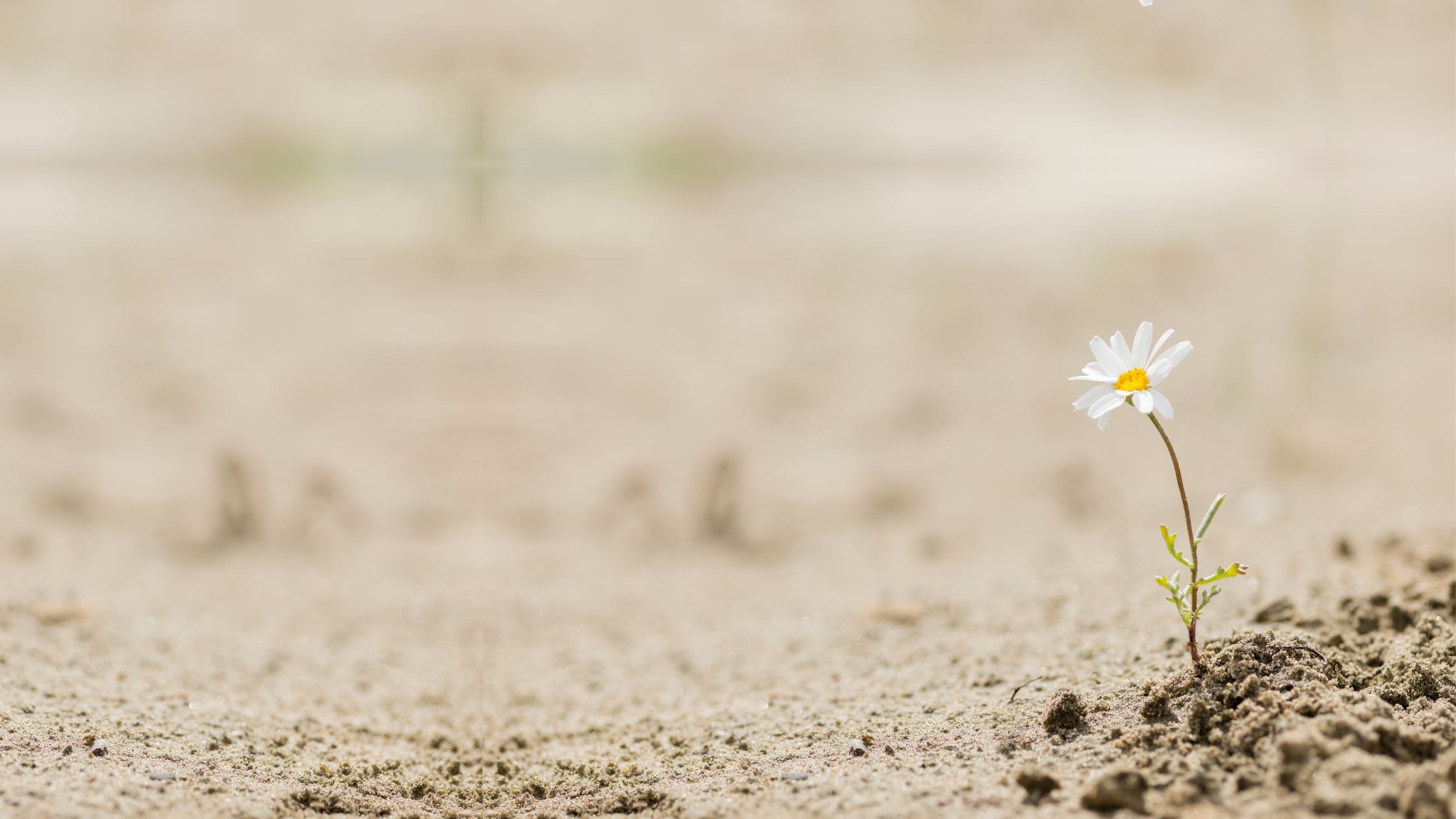 Daisy in sand